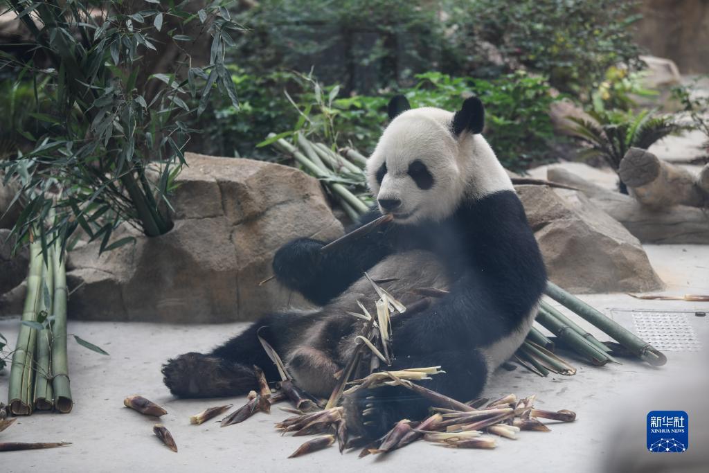 网上现金斗